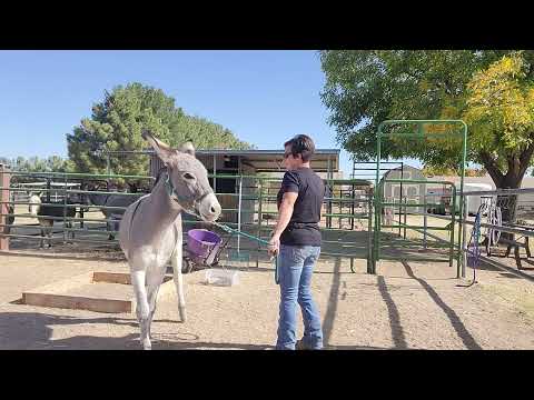 Picking out Sancho's hooves, session 1 part 3