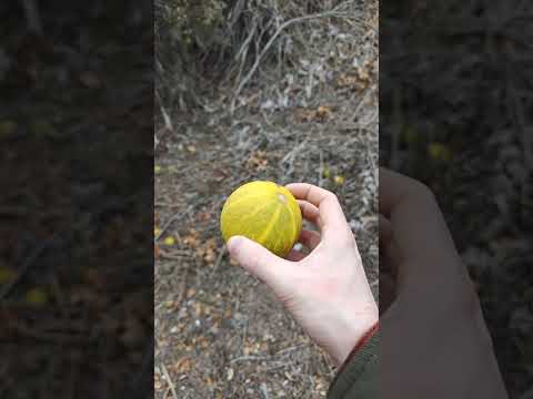 Coyote Gourds Growing Wild - (Buffalo Gourd)