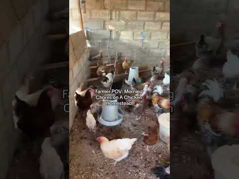 Farmer POV: Morning Chores on A Chicken Homestead 🐓 #chicken  #homestead #chickenfarming #farming