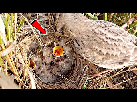 Small bush lark bird putting a poisonous bee in babies mouth @BirdPlusNest