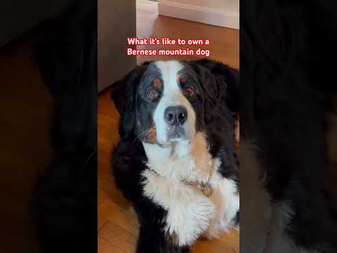 What You Need to Know Before Getting a Bernese Mountain Dog | Cute and Funny Dog Vidoes