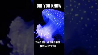 JELLYFISH IS NOT A FISH? #animals #educationalvideo #educational #kidsadventure