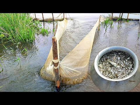 Wow cute little lot of fish | Net fishing video | village fishing video