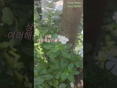 (인도-Pune브이로그)바람개비 같은 꽃 ' Alba ' #india #푸네