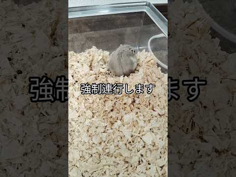 お掃除に非協力なハムスター（ピク）#ハムスター #hamsters #ジャンガリアンハムスター #癒し #可愛い #cute #もふもふ