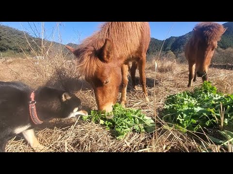 何でも馬と一緒がいい柴犬