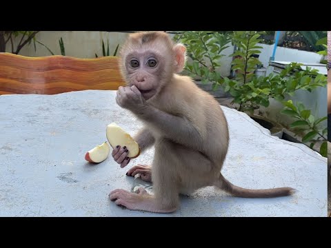 Adorable Baby Boy Sit Eats Apples outside