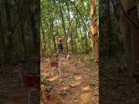 #nature #deerhunting #video #junglewildlife #animals #trend #viralshorts #youtubeshorts #