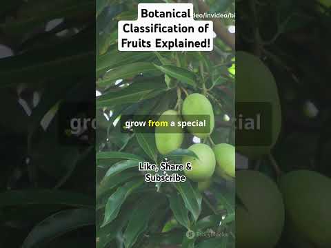 Botanical Classification of Fruits Explained! #superfood #fruit #nutritionfacts #facts #science