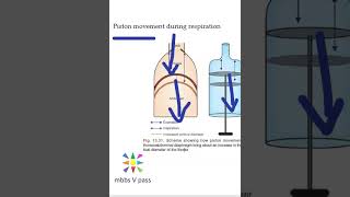 Anatomy Thorax 219 piston movement of diaphragm inspiration respiration 2cm 400ml air viva