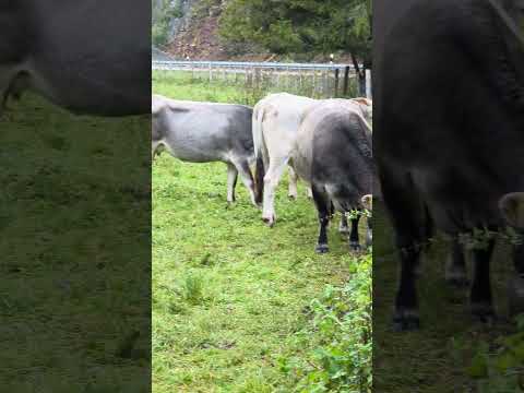 Cows grazing near Alps #alpsmountains #nature #garmischpartenkirchen #germany #austria