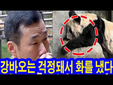 긴급! 어젯밤에 많은 멍으로 갑자기 병원으로 이송된 푸바오...중국인 사육사 2명 퇴사. 최악의 상황! 강바오는 걱정돼서 화를 냈다. "사육사가 될 자격이 없는 두 사람" 눈물바다