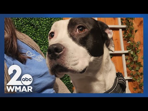 Pets on Set: Meet Sasha!