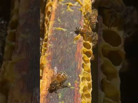 These Bees are working on Honey!