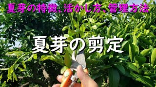 夏芽を切ります！みかんの木夏芽の剪定と夏芽を活かす芽かきのやり方