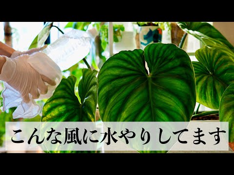 【VLOG】とある日の植物の水やり｜水槽のメンテナンス