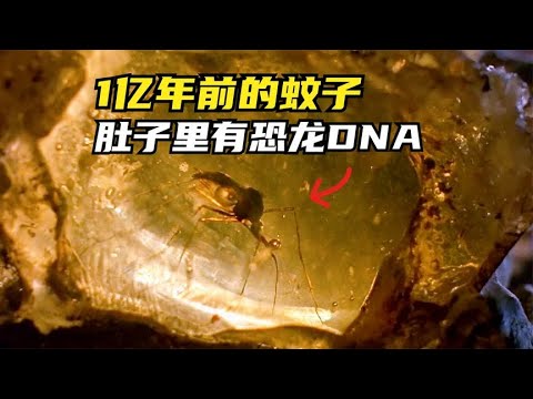 1亿年前的蚊子，肚子里有恐龙DNA