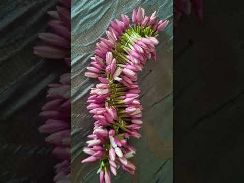 Pink Kakadapoolu #flowers#DDN #youtubeshorts #shorts