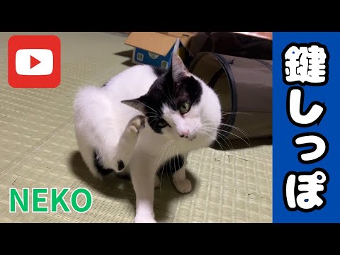 [Compilation] The fun children of the Nora family #Cute #Cat #Vlog