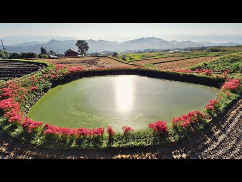 奈良・明日香村　彼岸花めぐり