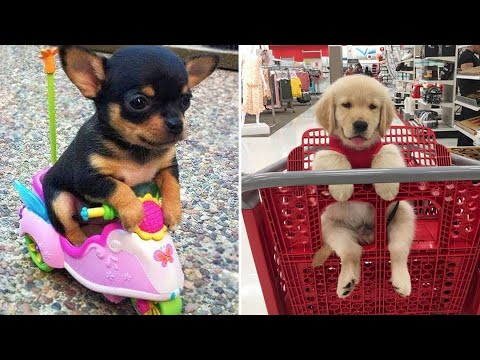 Baby Dogs 🔴 Cute and Funny Dog Videos Compilation #3 | 30 Minutes of Funny Puppy Videos 2022