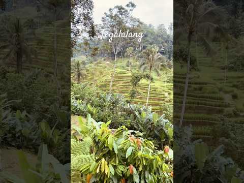 Magnificent views of Rice Terrace🌴 #ricefield #ubud #bali #jungle #tropical #cafehopping #foodie