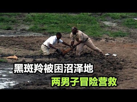 黑斑羚被困沼泽地，两男子冒险营救，却差点陷进去，救援一波三折