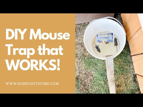 DIY Mouse Trap that WORKS!!