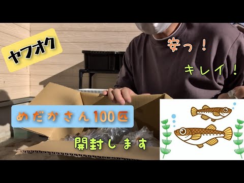 【ヤフオク】めだかさん100匹落札したので開封します！安くて元気なメダカに出会えました！？その中身とは？#メダ活 #ミックス#茂原