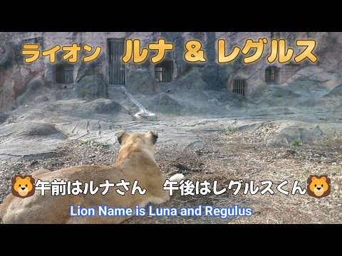 ライオン　ルナ＆レグルス　🦁午前はルナさん　午後はレグルスくん🦁（東山動植物園）Lion Name is Luna and Regulus