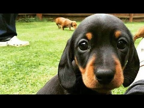 #Dachshund |  Dachshunds puppys for sale | Best Dog breed