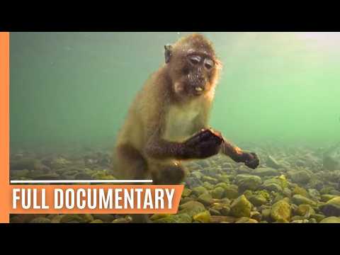 The Incredible Story of Piak Nam Yai Macaques - From Tsunami to Toolmakers | Full Documentary