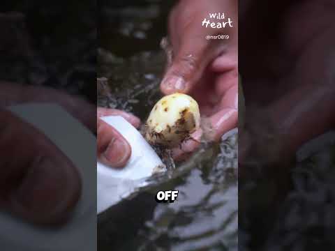 Processing Taro Corm