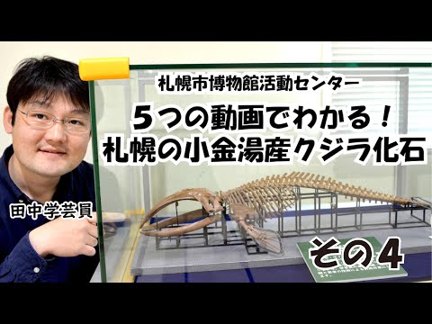 ５つの動画でわかる！札幌の小金湯産クジラ化石その4　 札幌からクジラの化石がみつかった？化石をみてみよう