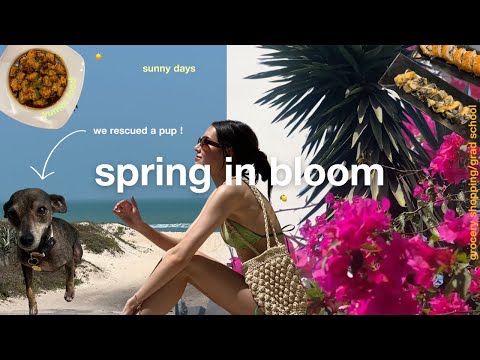 spring in bloom | rescuing a dog, sunny days, beach, grad school update