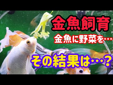 [金魚]　金魚達にも野菜あげてみました…　どれくらい食べれるのか…野菜は湯がいた方が…　#goidfish