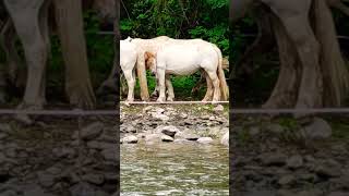 Water and horses#calmingwater #countryside #horses#soothingriver #calmhorses#nature #animalshorts