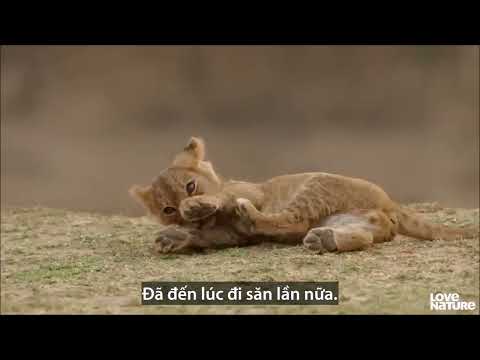 The female lion continuously hunted buffalo failure