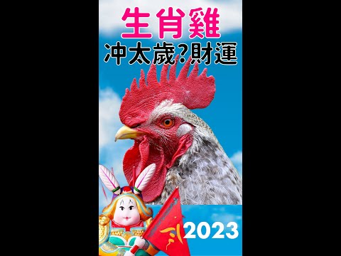 生肖雞在2023兔年是冲太歲 如何化解雞兔相冲? 屬雞者走偏財運 #shorts