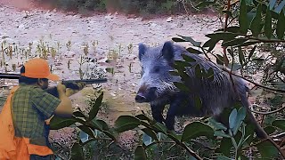 Wild Boar Hunting EXPOSED!