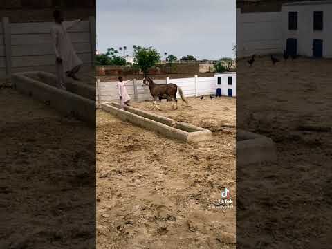 Horses Training 💪💪❤️ #tranding #viral #tiktok #shortvideo  #youtubeshorts #amazing #entertainment