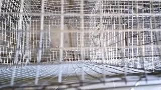 CAGE MAKING AT HOME BY SIMPLE WAY.