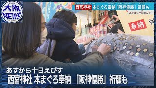 【招福大まぐろ】全長2メートル重さ200キロ！ 西宮神社に奉納「阪神が優勝しますように」