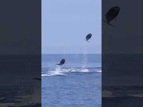 Watch these dolphins soar! #shorts #dolphin