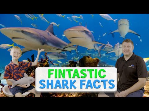 Fintastic Shark Facts by Scubazoo