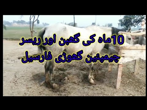 horse for sale in pakistan//for sale horse//beautiful horse 2024