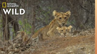 Asiatic Lions in Peril | Nat Geo Wild