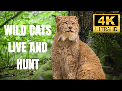 Secrets of the Wild Cat: Fascinating Facts About How Wild Cats Live and Hunt!"