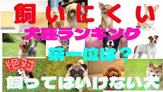 元ペットショップオーナーが教える【飼うのが難しい室内犬ランキング】と飼いやすい犬種❗️また絶対に飼ってはいけない犬とは⁉️ Easy to keep, hard to keep indoor dogs