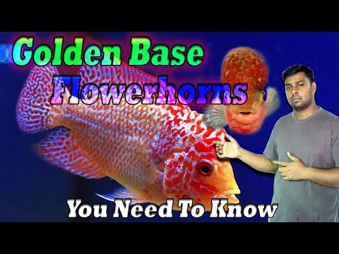 Golden Base flowerhorn fish - Popular cichlids fish